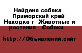 Найдена собака - Приморский край, Находка г. Животные и растения » Собаки   